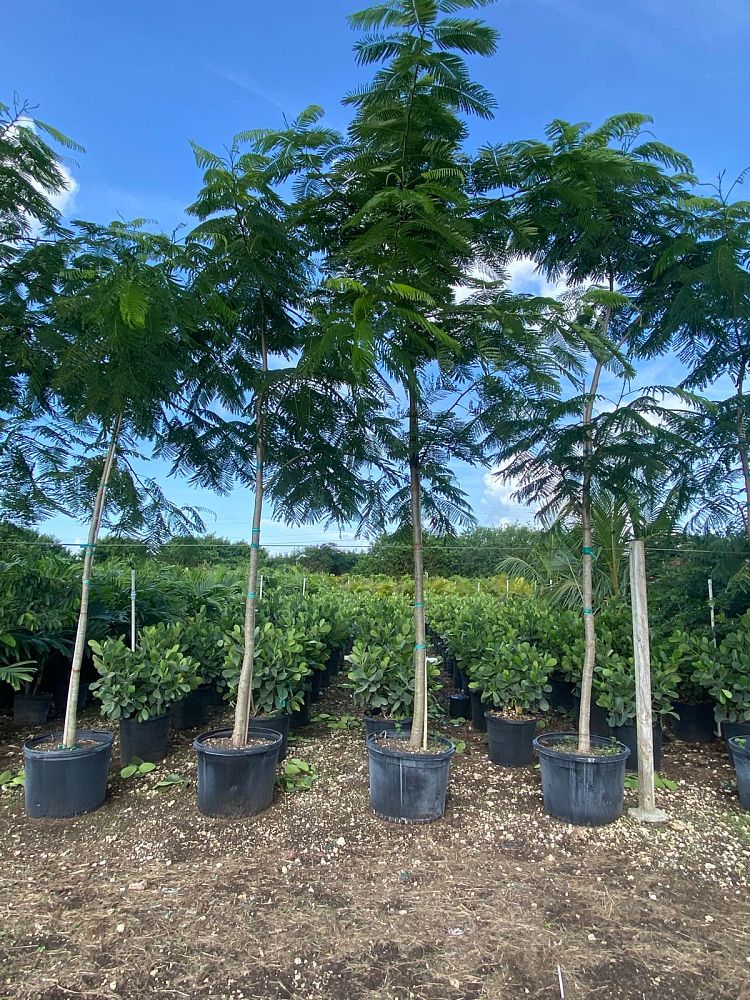 delonix-regia-royal-poinciana-flamboyant-tree-flame-tree