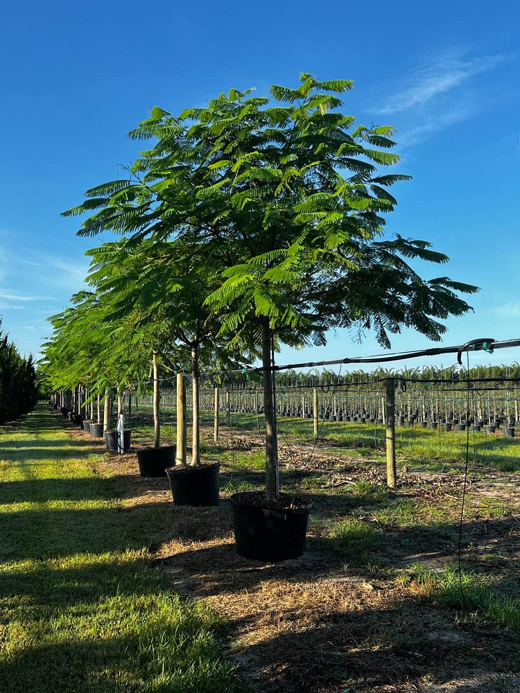 delonix-regia-royal-poinciana-flamboyant-tree-flame-tree