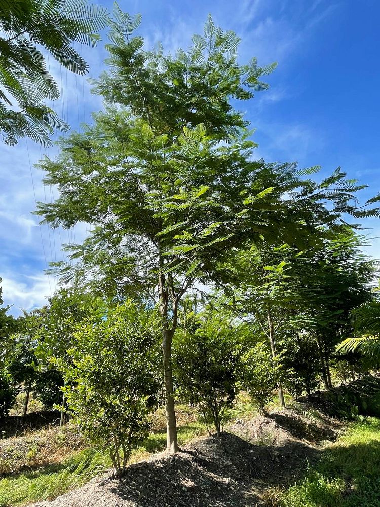 delonix-regia-royal-poinciana-flamboyant-tree-flame-tree