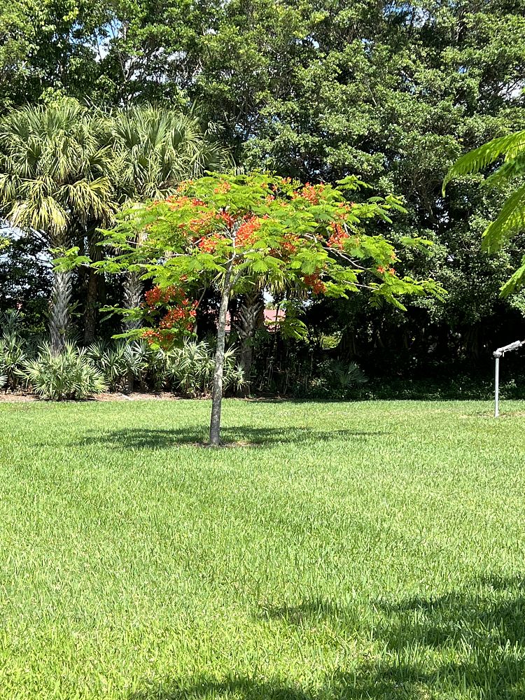 delonix-regia-royal-poinciana-flamboyant-tree-flame-tree