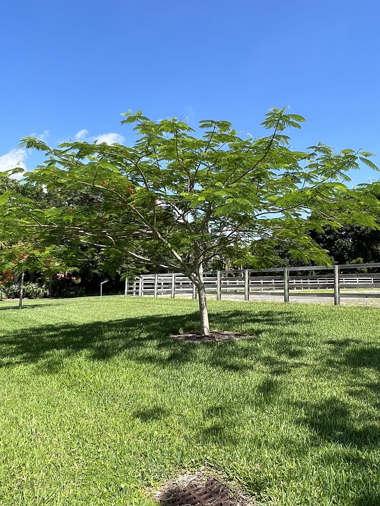 delonix-regia-royal-poinciana-flamboyant-tree-flame-tree