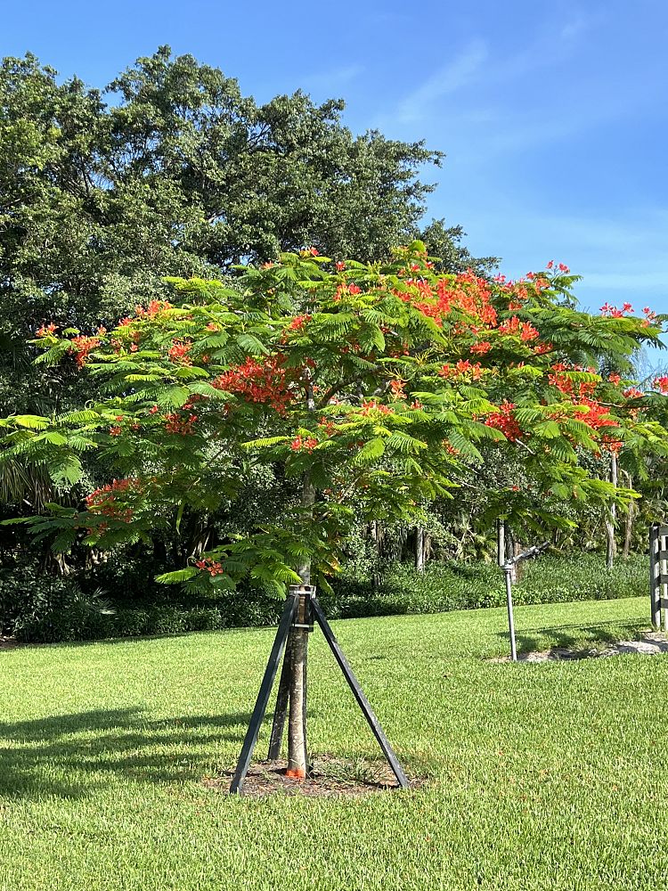 delonix-regia-royal-poinciana-flamboyant-tree-flame-tree