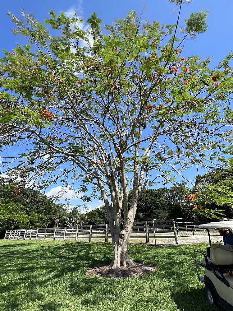 delonix-regia-royal-poinciana-flamboyant-tree-flame-tree