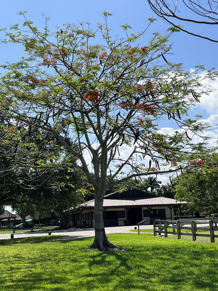 delonix-regia-royal-poinciana-flamboyant-tree-flame-tree