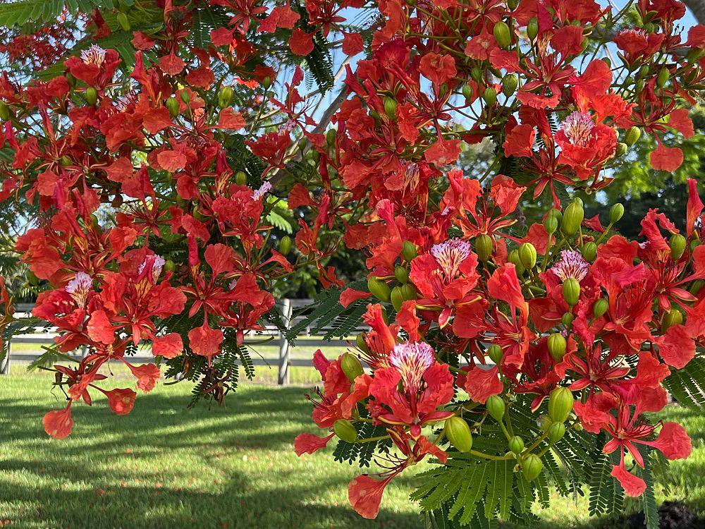 delonix-regia-royal-poinciana-flamboyant-tree-flame-tree