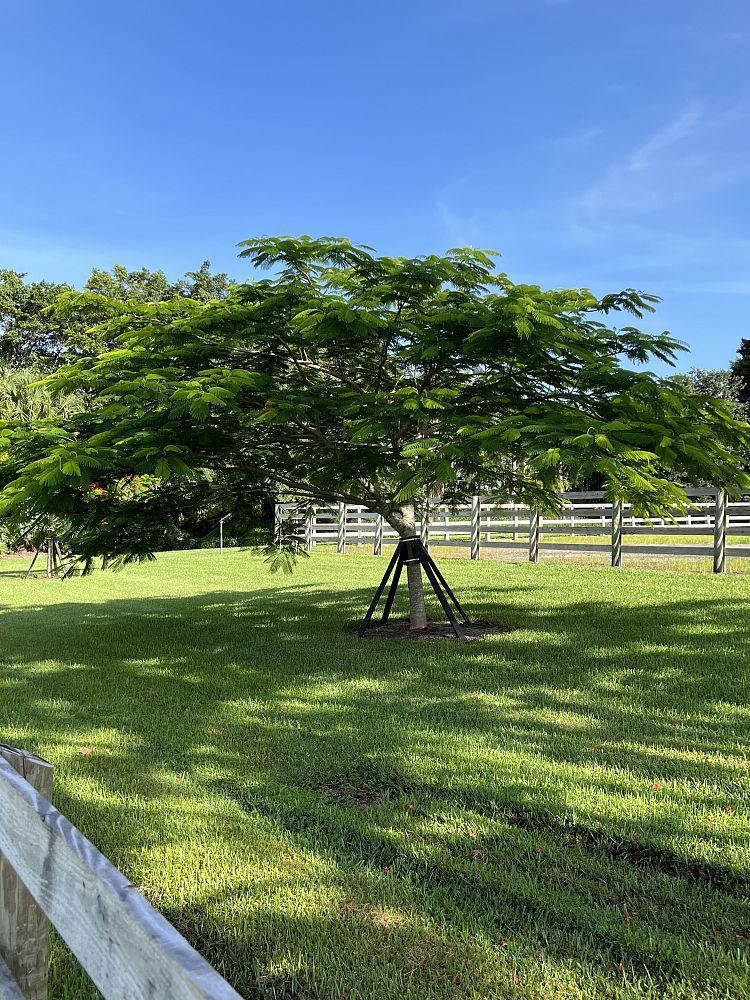 delonix-regia-royal-poinciana-flamboyant-tree-flame-tree