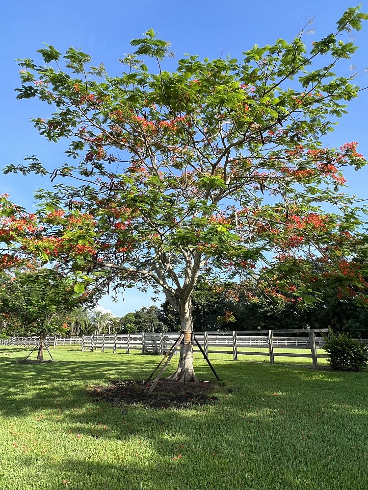 delonix-regia-royal-poinciana-flamboyant-tree-flame-tree