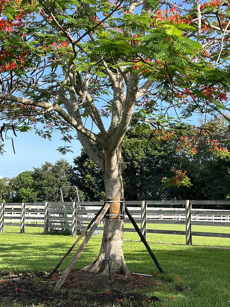 delonix-regia-royal-poinciana-flamboyant-tree-flame-tree