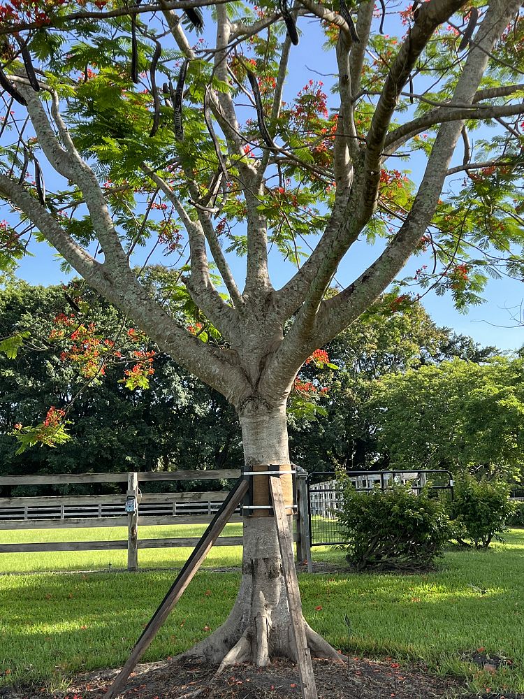 delonix-regia-royal-poinciana-flamboyant-tree-flame-tree