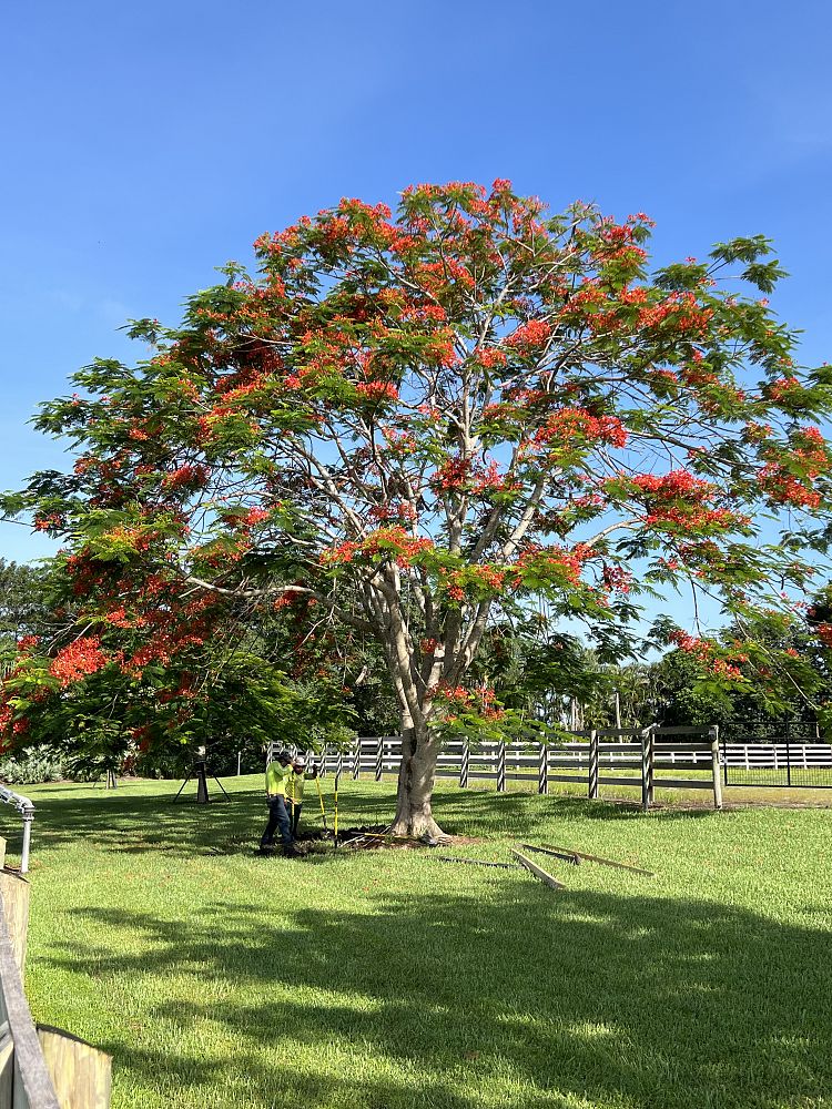 delonix-regia-royal-poinciana-flamboyant-tree-flame-tree