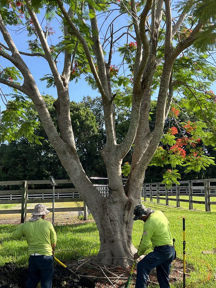 delonix-regia-royal-poinciana-flamboyant-tree-flame-tree