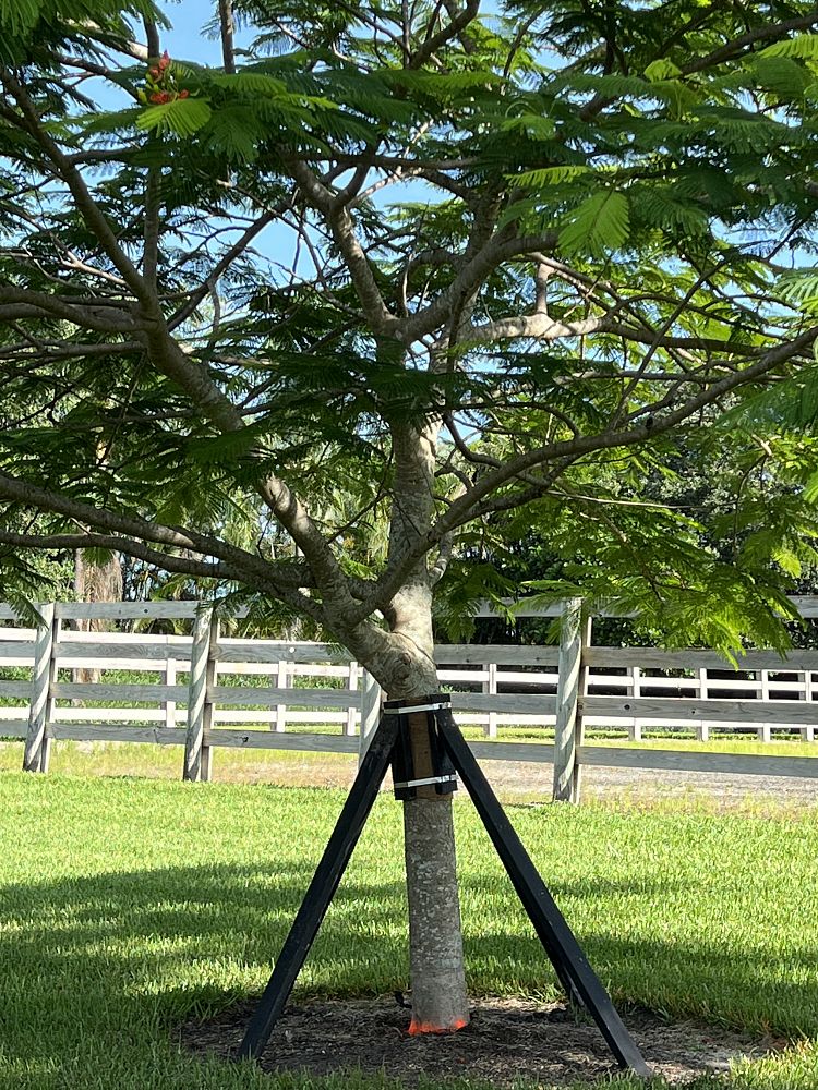 delonix-regia-royal-poinciana-flamboyant-tree-flame-tree