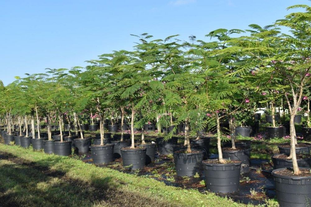 delonix-regia-royal-poinciana-flamboyant-tree-flame-tree