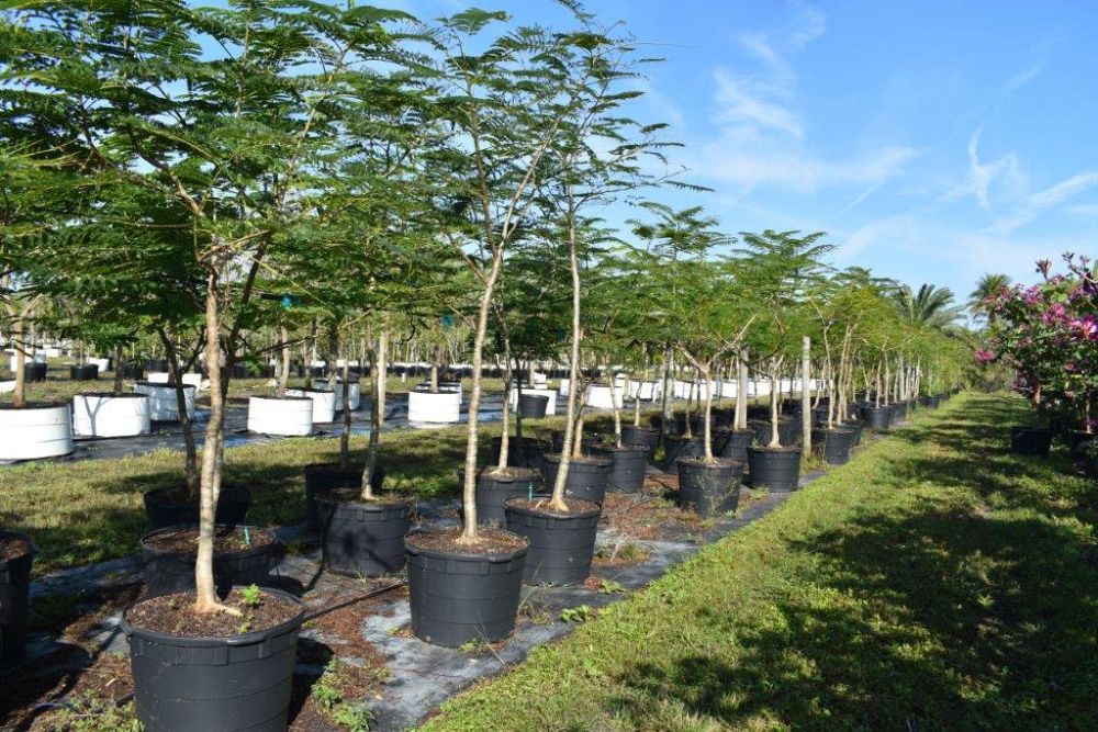 delonix-regia-royal-poinciana-flamboyant-tree-flame-tree