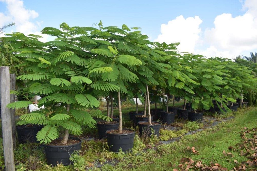 delonix-regia-royal-poinciana-flamboyant-tree-flame-tree