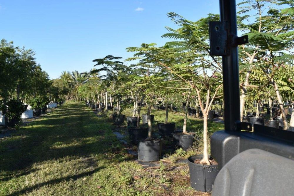 delonix-regia-royal-poinciana-flamboyant-tree-flame-tree