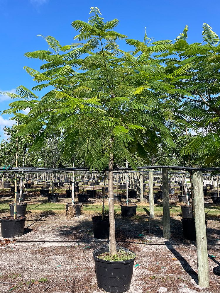 delonix-regia-royal-poinciana-flamboyant-tree-flame-tree