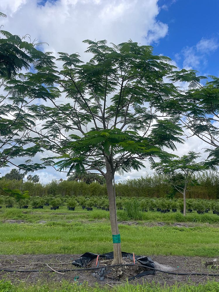 delonix-regia-royal-poinciana-flamboyant-tree-flame-tree