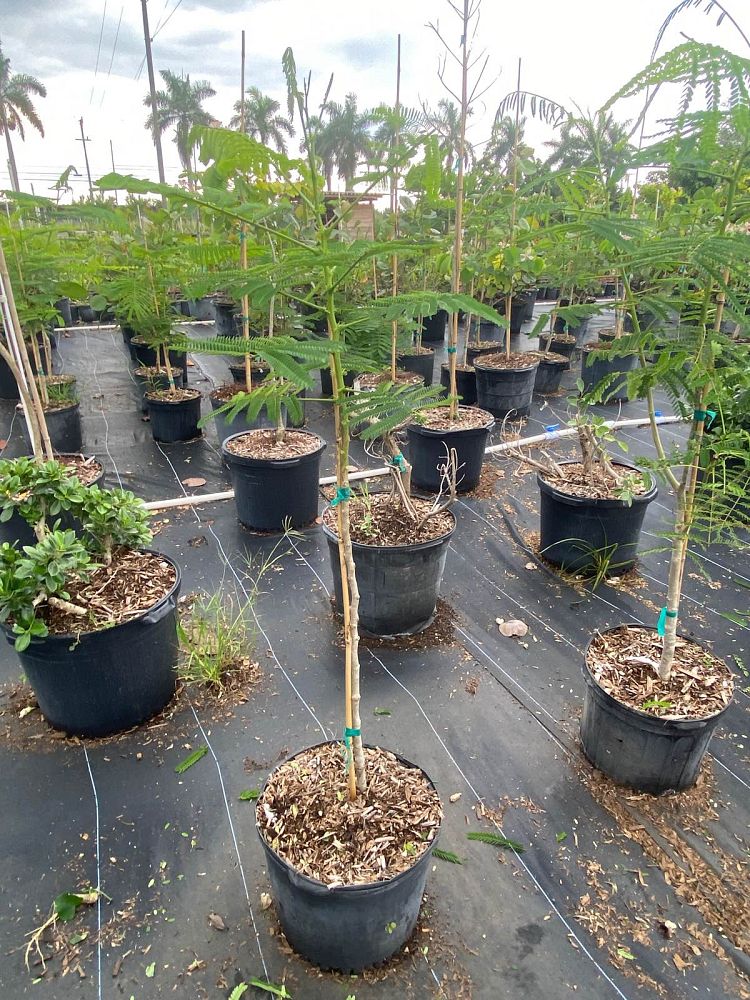 delonix-regia-royal-poinciana-flamboyant-tree-flame-tree