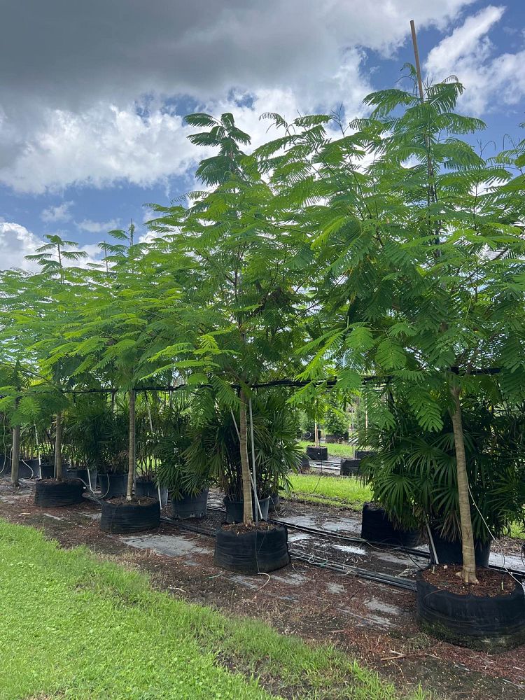 delonix-regia-royal-poinciana-flamboyant-tree-flame-tree