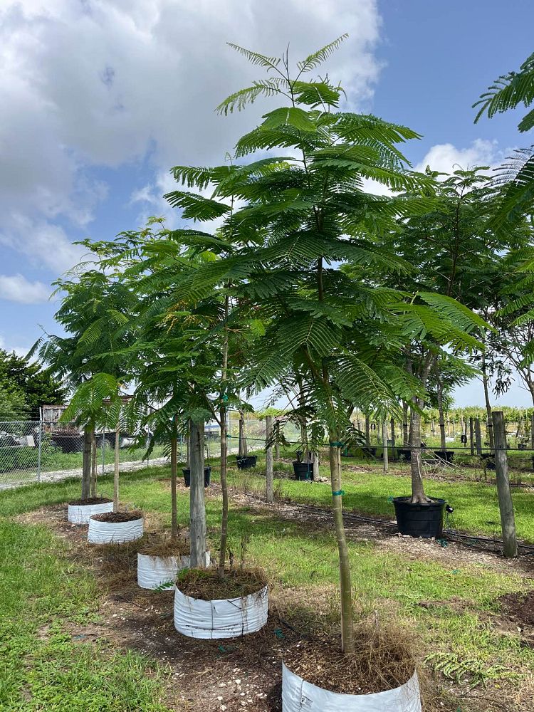 delonix-regia-royal-poinciana-flamboyant-tree-flame-tree