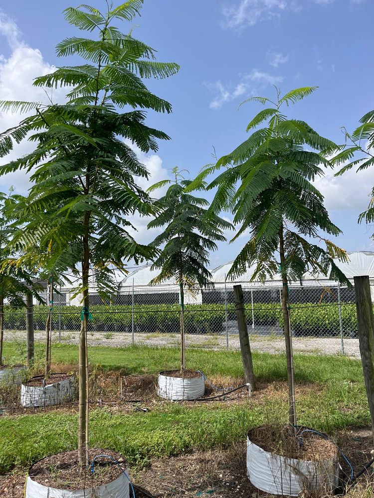 delonix-regia-royal-poinciana-flamboyant-tree-flame-tree