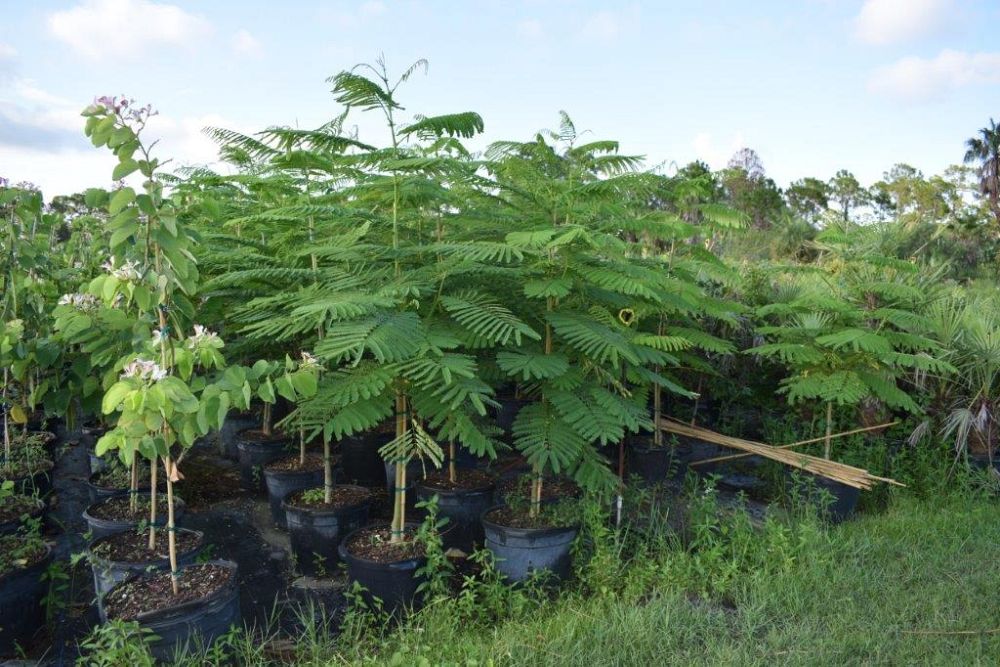 delonix-regia-royal-poinciana-flamboyant-tree-flame-tree