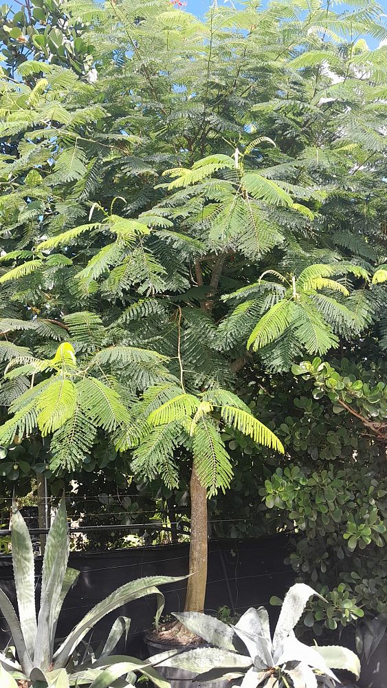 delonix-regia-royal-poinciana-flamboyant-tree-flame-tree