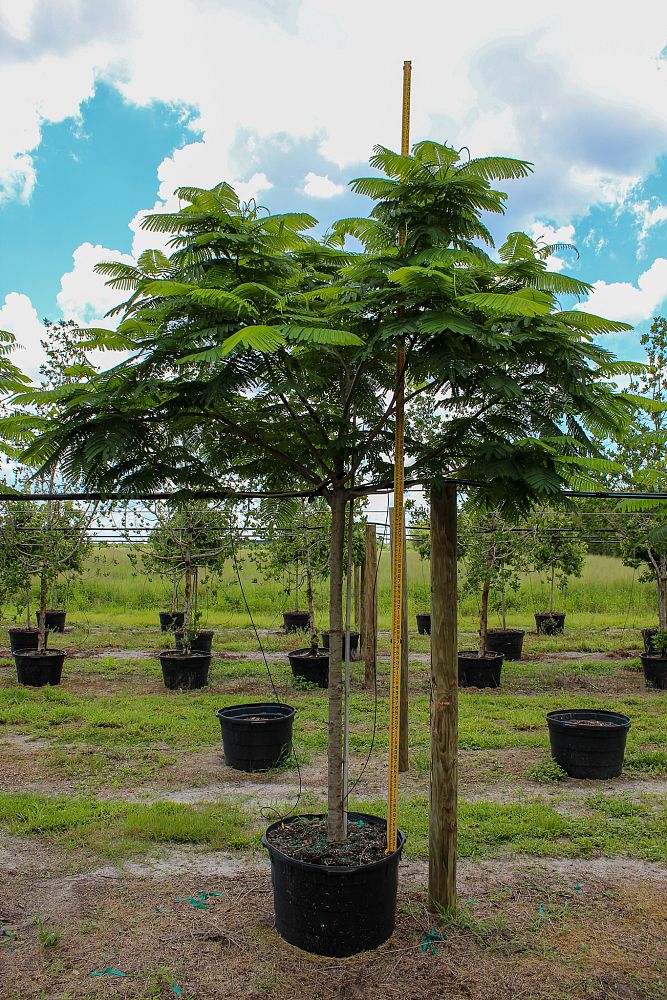 delonix-regia-royal-poinciana-flamboyant-tree-flame-tree