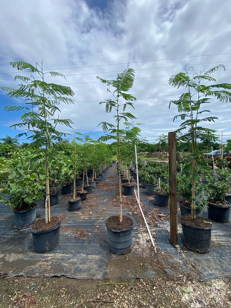 delonix-regia-royal-poinciana-flamboyant-tree-flame-tree