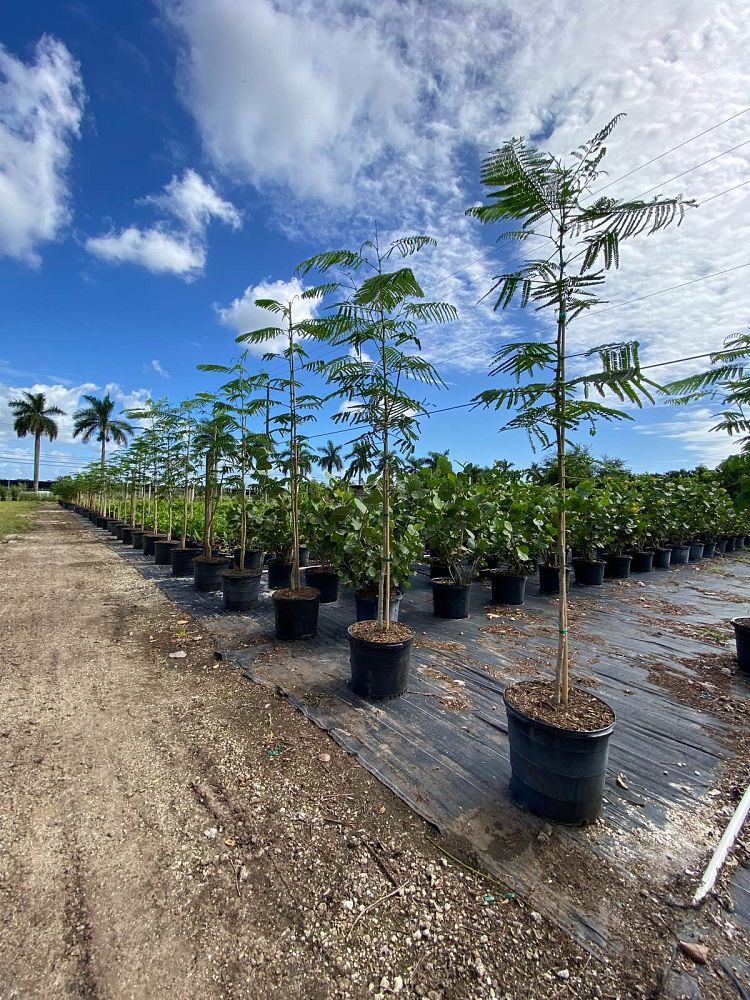 delonix-regia-royal-poinciana-flamboyant-tree-flame-tree