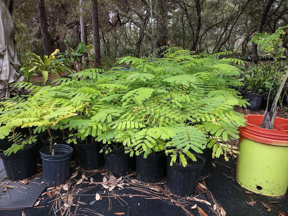 delonix-regia-royal-poinciana-flamboyant-tree-flame-tree