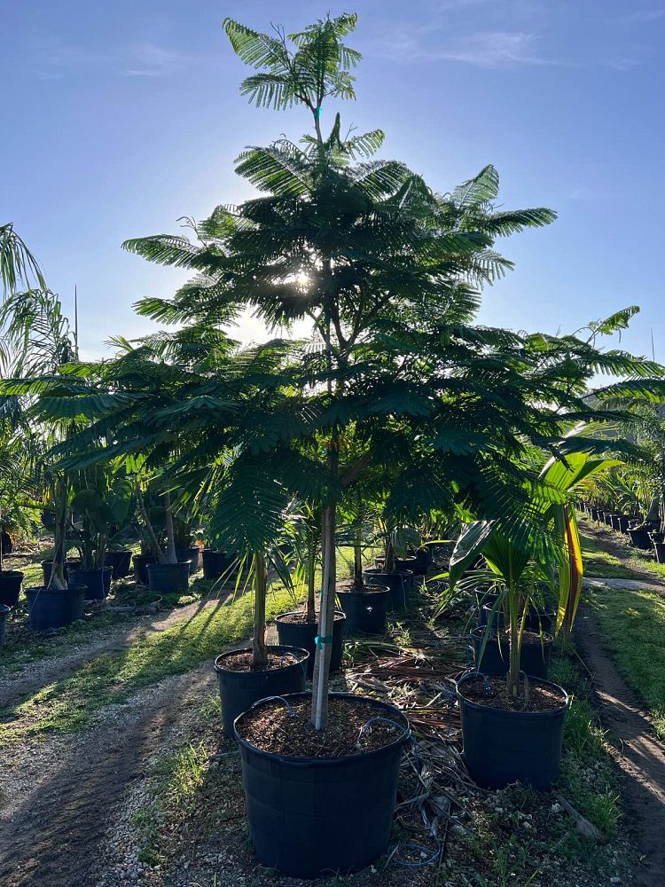 delonix-regia-royal-poinciana-flamboyant-tree-flame-tree