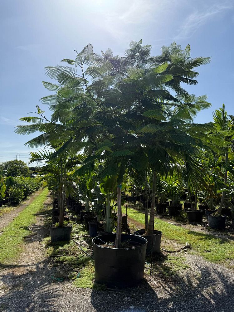 delonix-regia-royal-poinciana-flamboyant-tree-flame-tree
