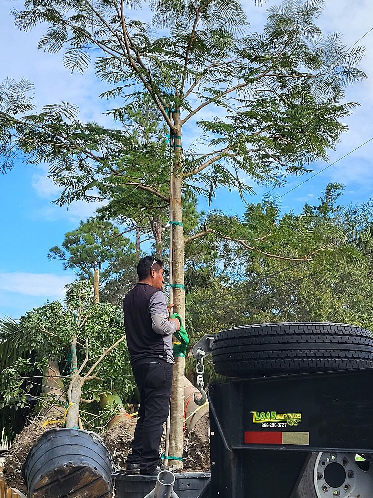 delonix-regia-royal-poinciana-flamboyant-tree-flame-tree