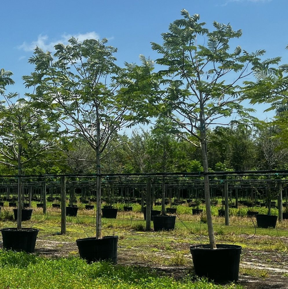 delonix-regia-royal-poinciana-flamboyant-tree-flame-tree