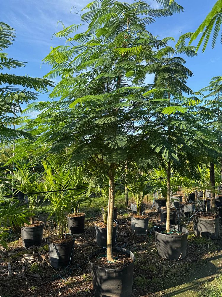 delonix-regia-royal-poinciana-flamboyant-tree-flame-tree