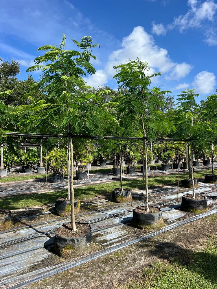delonix-regia-royal-poinciana-flamboyant-tree-flame-tree
