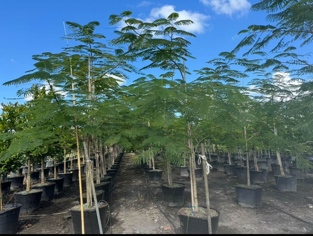 delonix-regia-royal-poinciana-flamboyant-tree-flame-tree