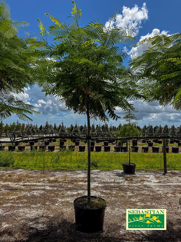 delonix-regia-royal-poinciana-flamboyant-tree-flame-tree