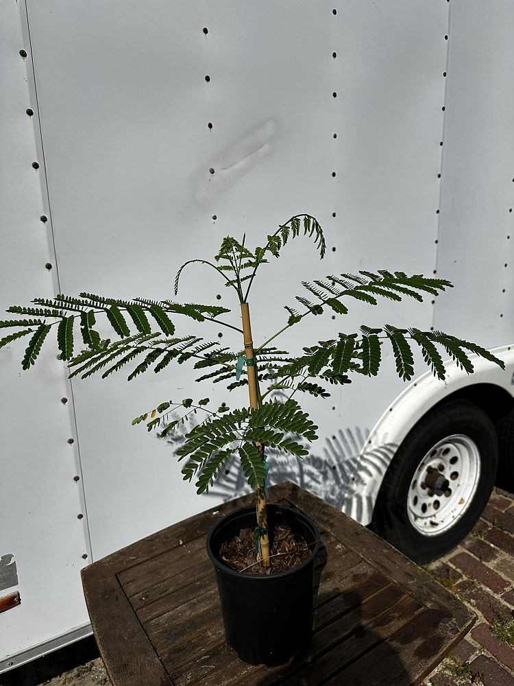delonix-regia-royal-poinciana-flamboyant-tree-flame-tree