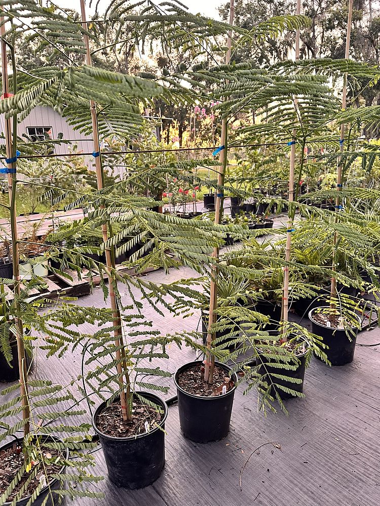 delonix-regia-royal-poinciana-flamboyant-tree-flame-tree
