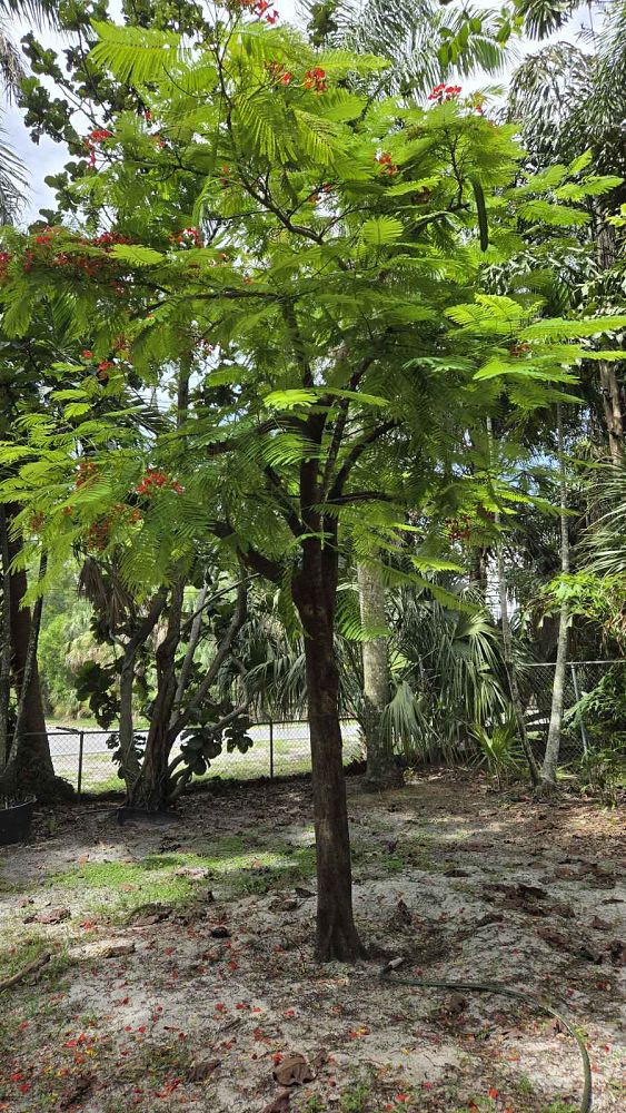 delonix-regia-royal-poinciana-flamboyant-tree-flame-tree