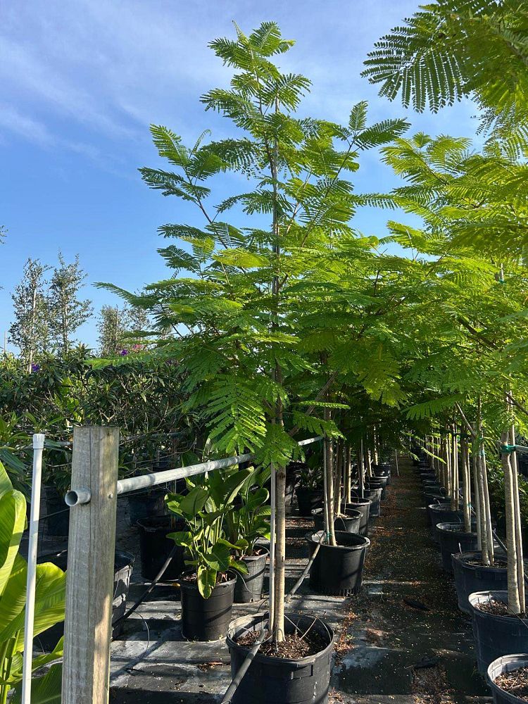 delonix-regia-royal-poinciana-flamboyant-tree-flame-tree
