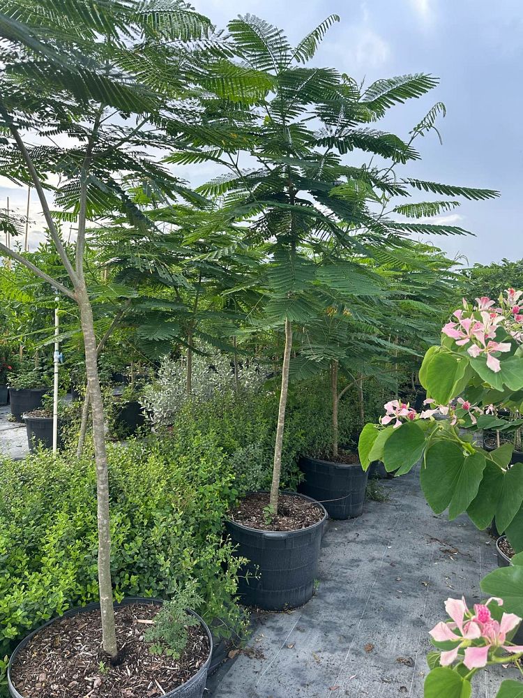 delonix-regia-royal-poinciana-flamboyant-tree-flame-tree