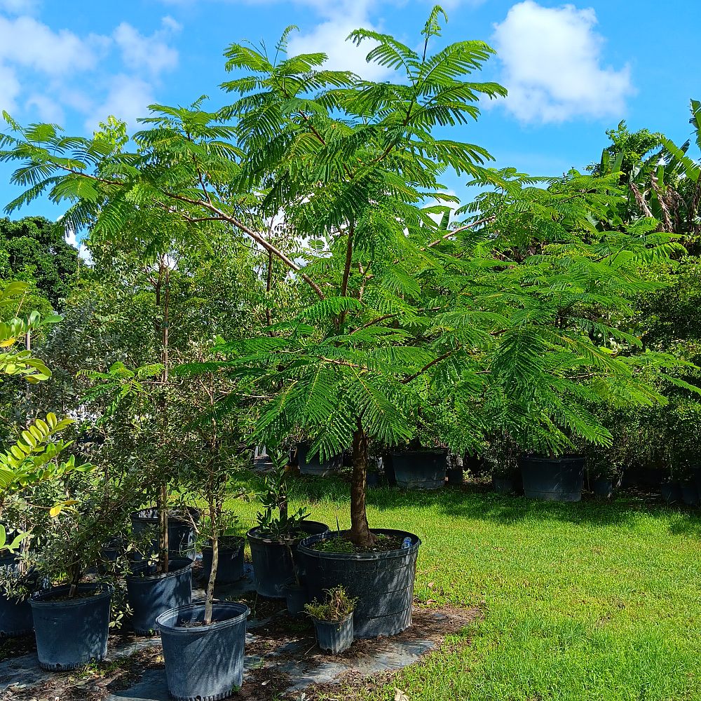 delonix-regia-royal-poinciana-flamboyant-tree-flame-tree