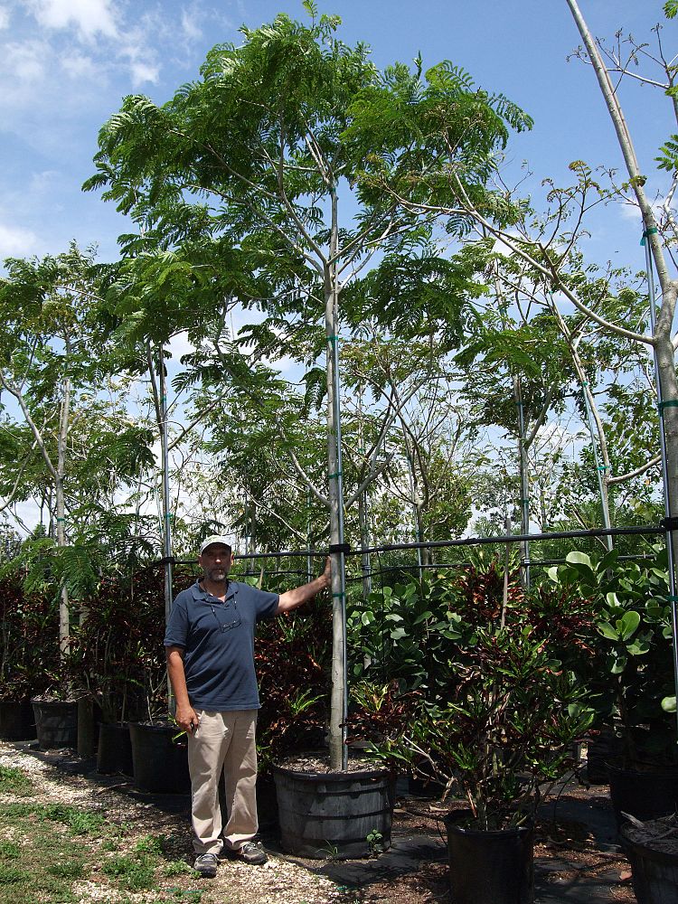 delonix-regia-yellow-royal-poinciana-yellow