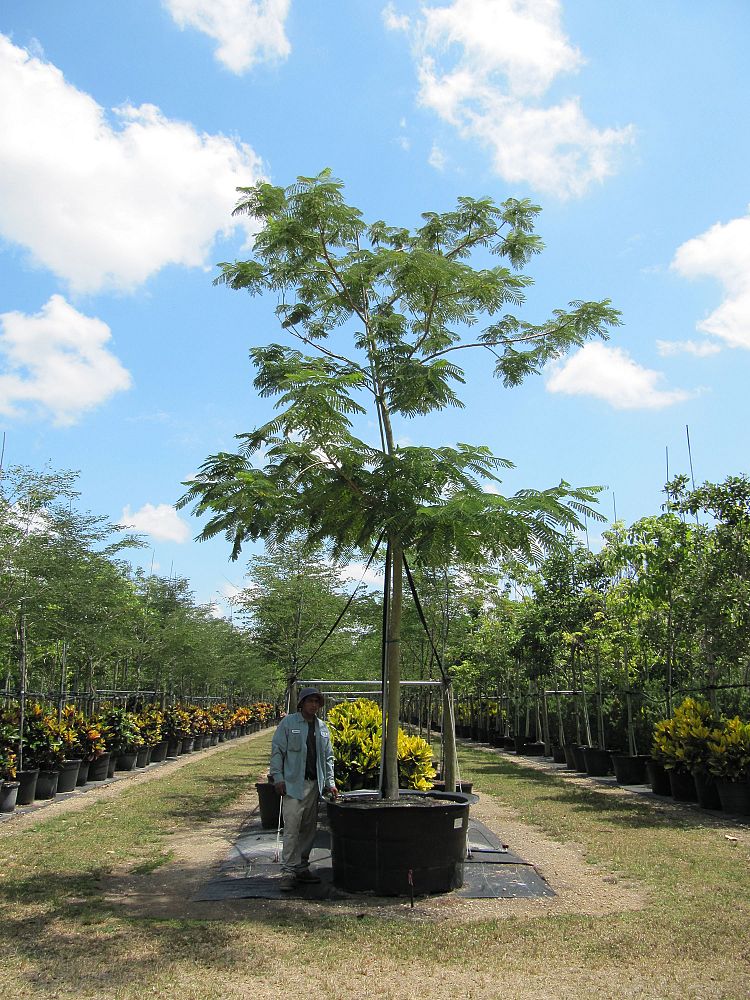 delonix-regia-yellow-royal-poinciana-yellow