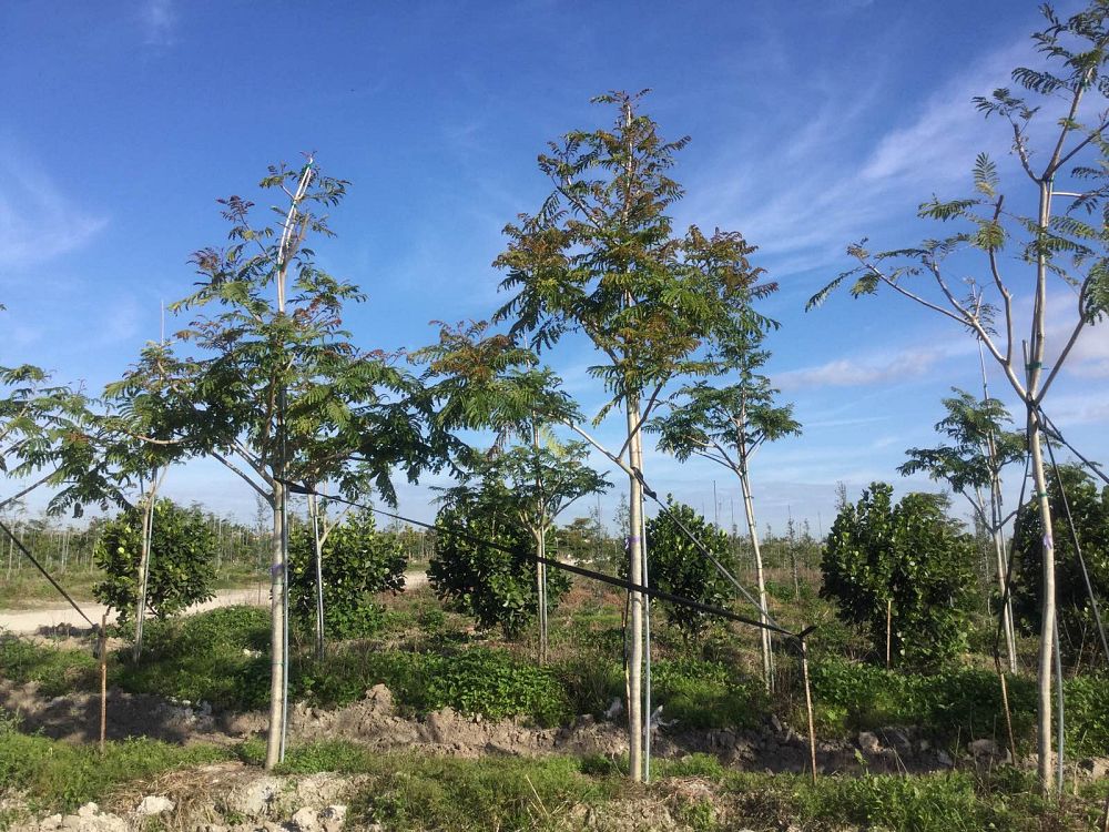 delonix-regia-yellow-royal-poinciana-yellow