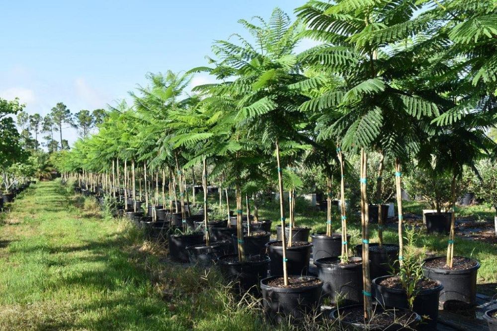 delonix-regia-yellow-royal-poinciana-yellow